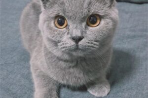 c332030的头像-159e资源网