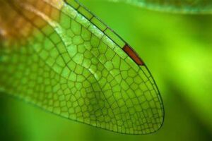 绿翼的头像-159e资源网